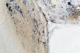 Mold Documentation for Insurance Claims in Chelsea, MA